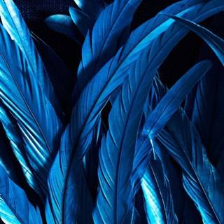 Blue feather wallpaper