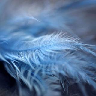 Blue feather wallpaper