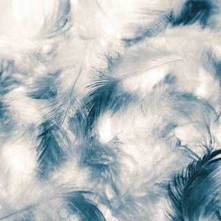 Blue feather wallpaper