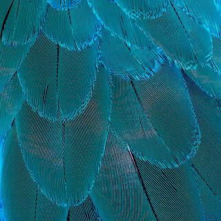 Blue feather wallpaper