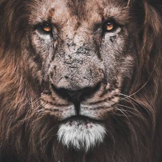 iPhone 14 Pro lion wallpaper