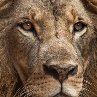 iPhone 14 Pro lion wallpaper