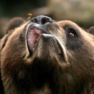 Bee and bear wallpaper