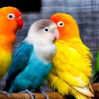 Beautiful parrots wallpaper
