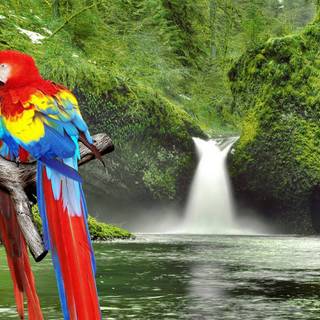 Beautiful parrots wallpaper