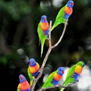 Beautiful parrots wallpaper