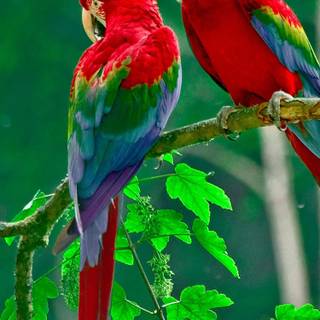 Beautiful parrots wallpaper