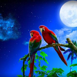 Beautiful parrots wallpaper