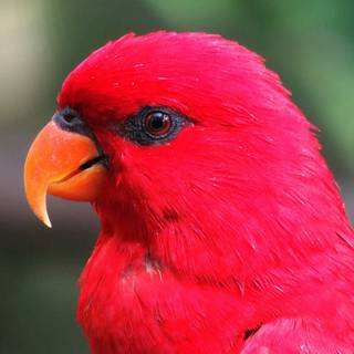 Beautiful parrots wallpaper