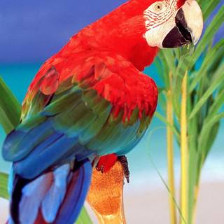 Beautiful parrots wallpaper