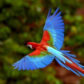Beautiful parrots wallpaper