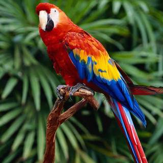 Beautiful parrots wallpaper