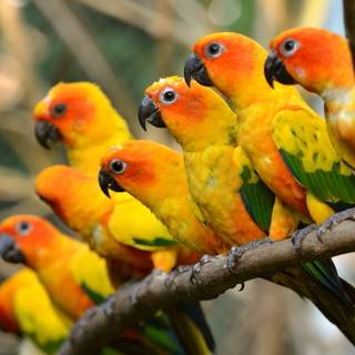 Beautiful parrots wallpaper
