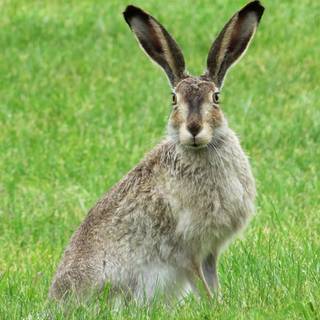 Bunny ears wallpaper