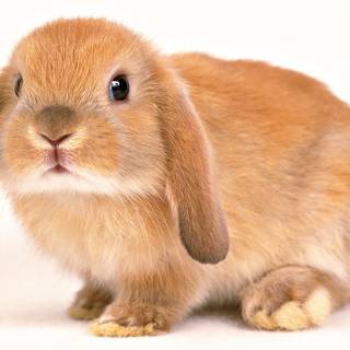 Bunny ears wallpaper