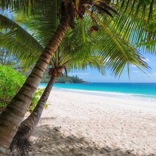 4K ultra summer wallpaper