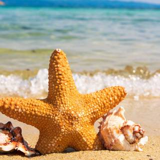 4K ultra summer wallpaper