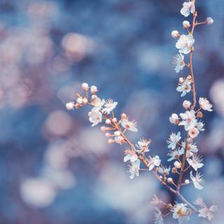 Aesthetic blue spring laptop wallpaper