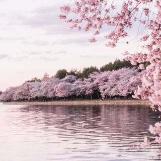 Spring Japanese blossom wallpaper