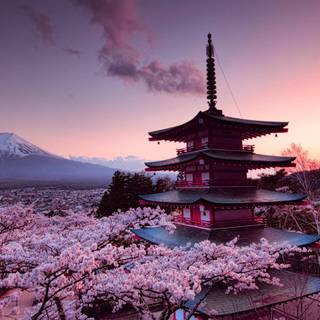 Spring Japanese blossom wallpaper