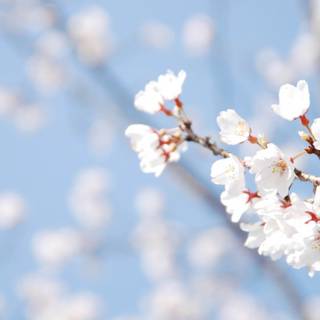 Spring Japanese blossom wallpaper
