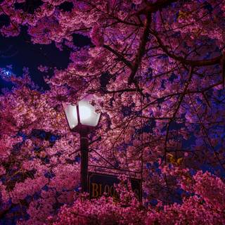 Spring Japanese blossom wallpaper