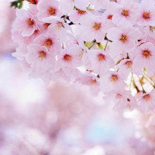 Spring Japanese blossom wallpaper