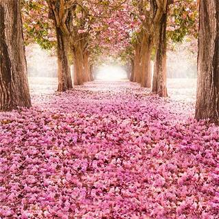 Spring Japanese blossom wallpaper