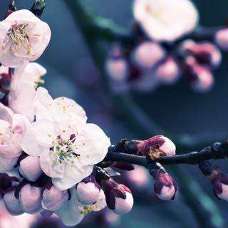 Spring Japanese blossom wallpaper