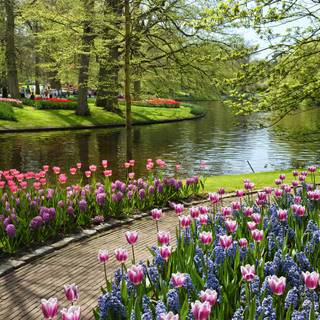 Summer Netherlands wallpaper