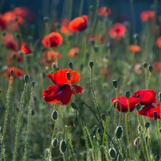 Summer Netherlands wallpaper