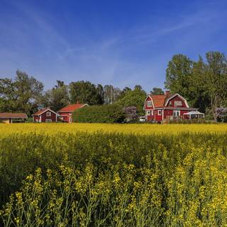Summer Sweden wallpaper