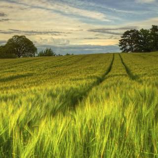 Summer Sweden wallpaper