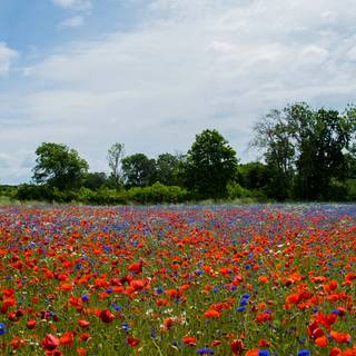 Summer Sweden wallpaper
