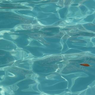 Summer pool aesthetic wallpaper