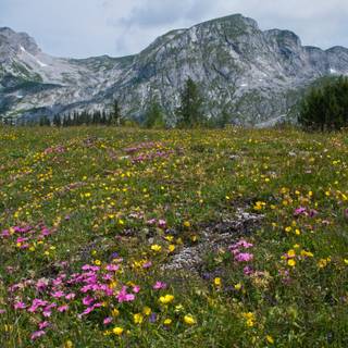 Summer Austria wallpaper