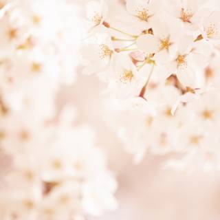 Summer softie wallpaper