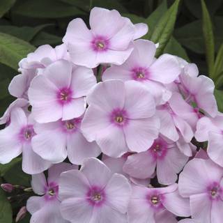 Summer softie wallpaper