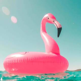 Summer flamingos wallpaper