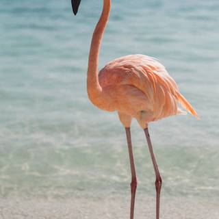 Summer flamingos wallpaper