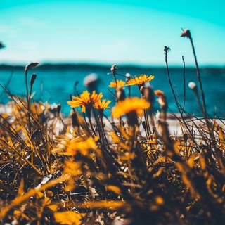 Summer iPad preppy wallpaper