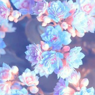 Anime cute flower wallpaper