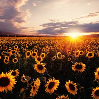 Sunflower aesthetic 4k wallpaper