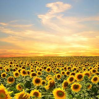 4k sunflower wallpaper