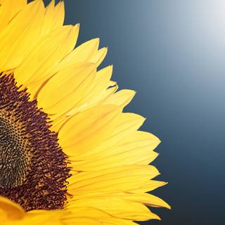 4k sunflower wallpaper