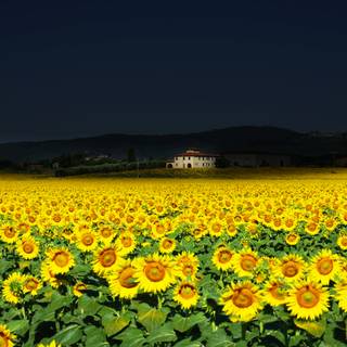 4k sunflowers wallpaper