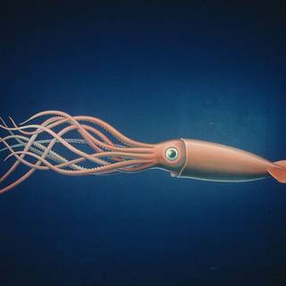 Colossal squid wallpaper