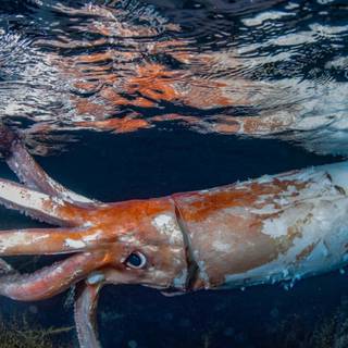 Colossal squid wallpaper