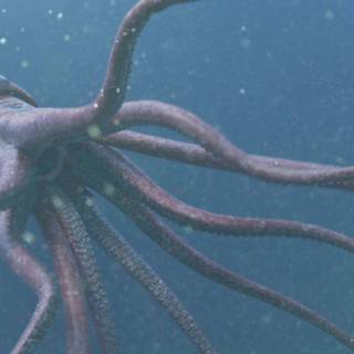 Colossal squid wallpaper