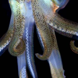 Colossal squid wallpaper